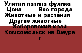 Улитки патина фулика › Цена ­ 10 - Все города Животные и растения » Другие животные   . Хабаровский край,Комсомольск-на-Амуре г.